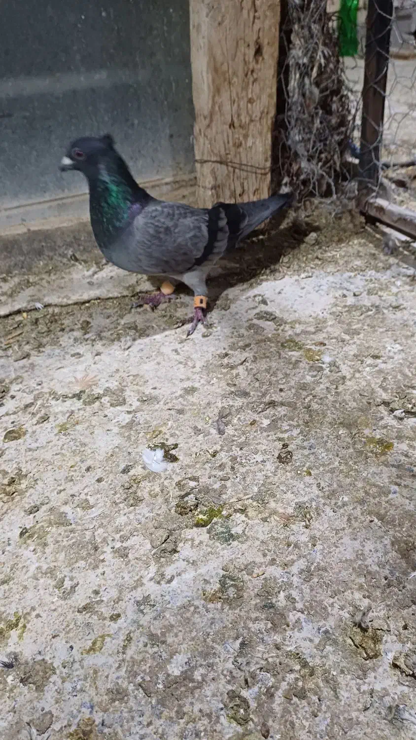 پرندهادرجه۱|پرنده|شوشتر, |دیوار