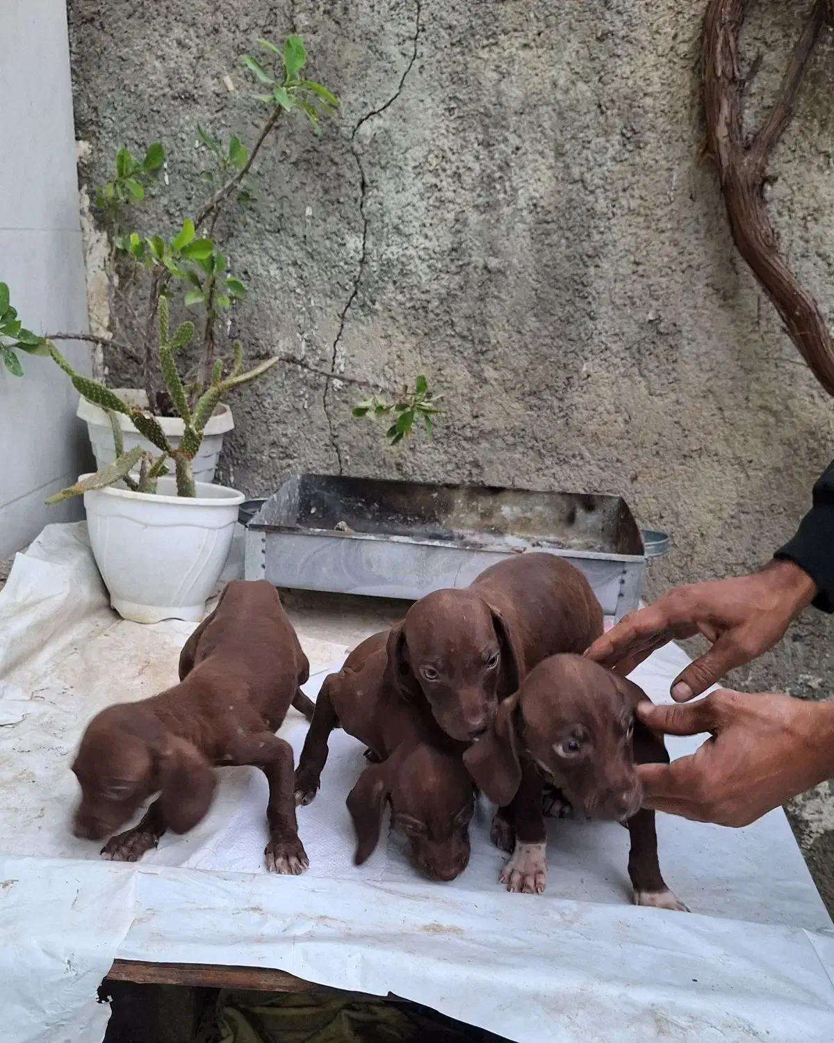 توله سگ شکاری نژاد دار مخصوص دنبلان|سگ|مینودشت, |دیوار