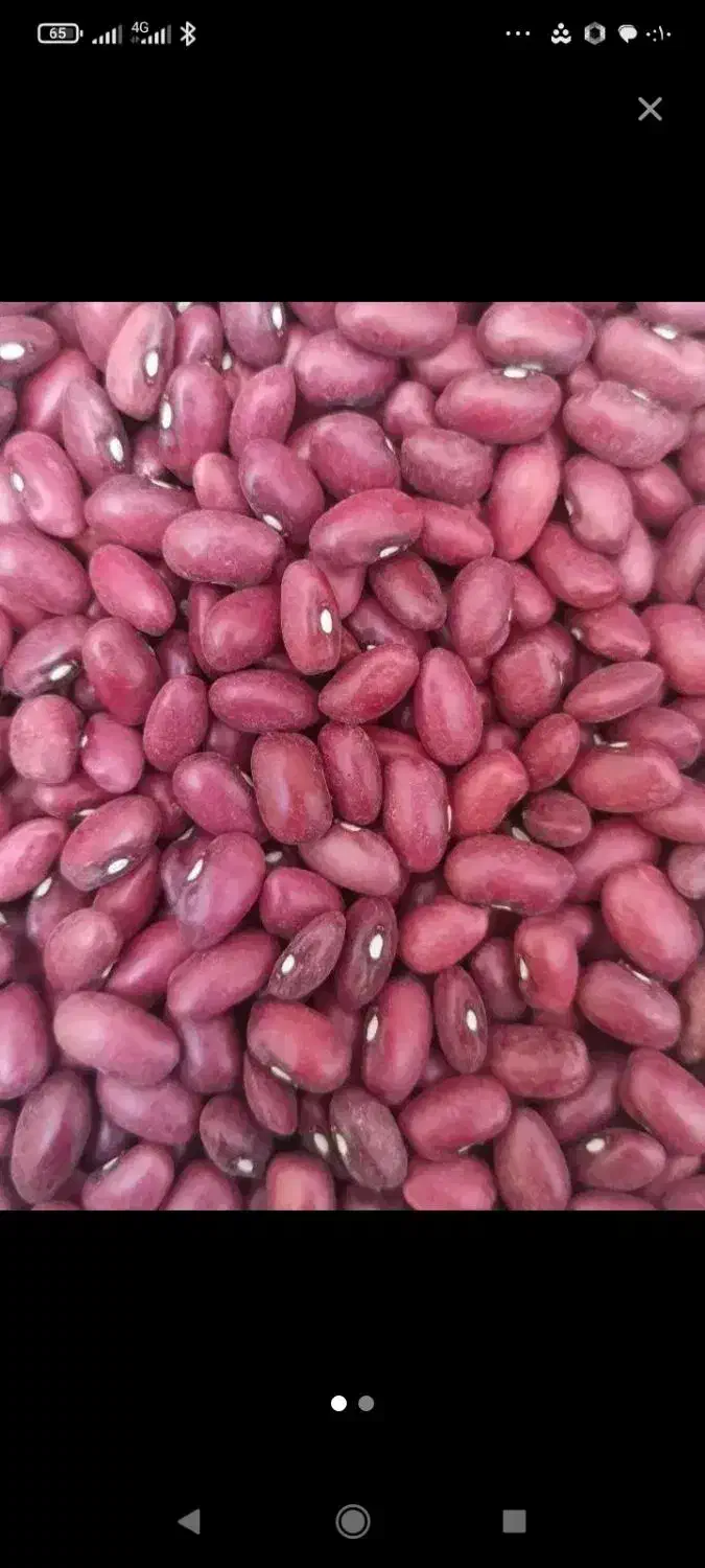 لوبیا قرمز|خوردنی و آشامیدنی|بلبان آباد, |دیوار