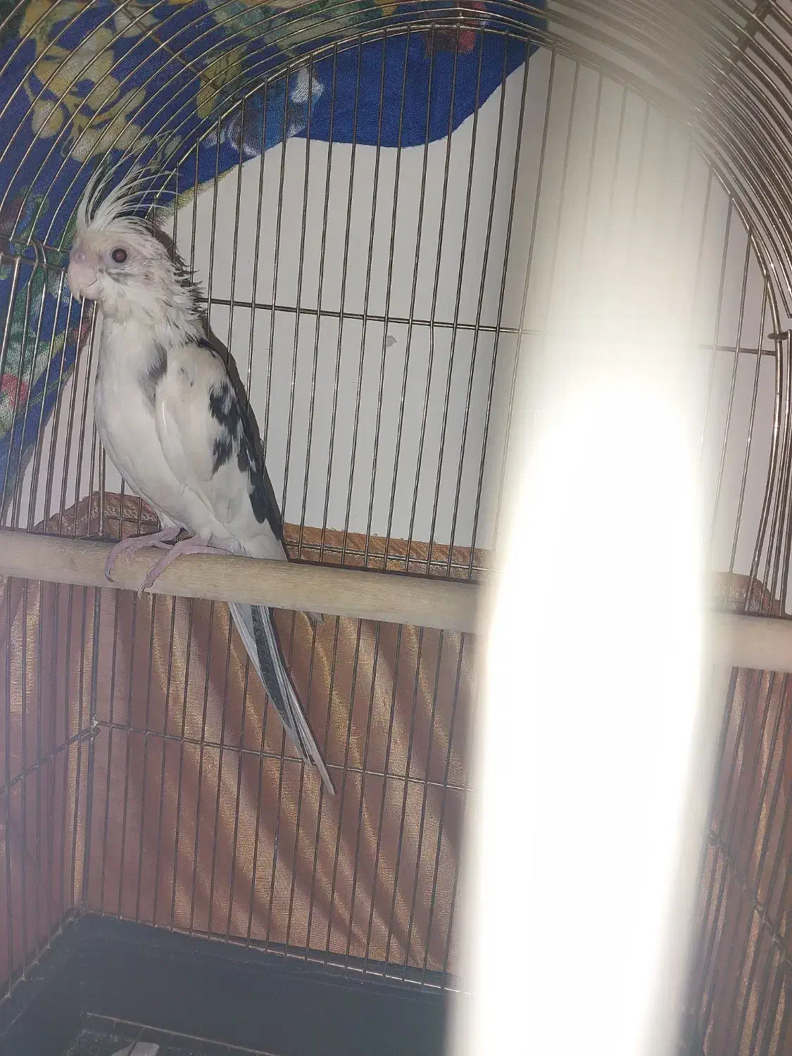 جوجه عروس شاه تخم|پرنده|هشتگرد, مدرس|دیوار