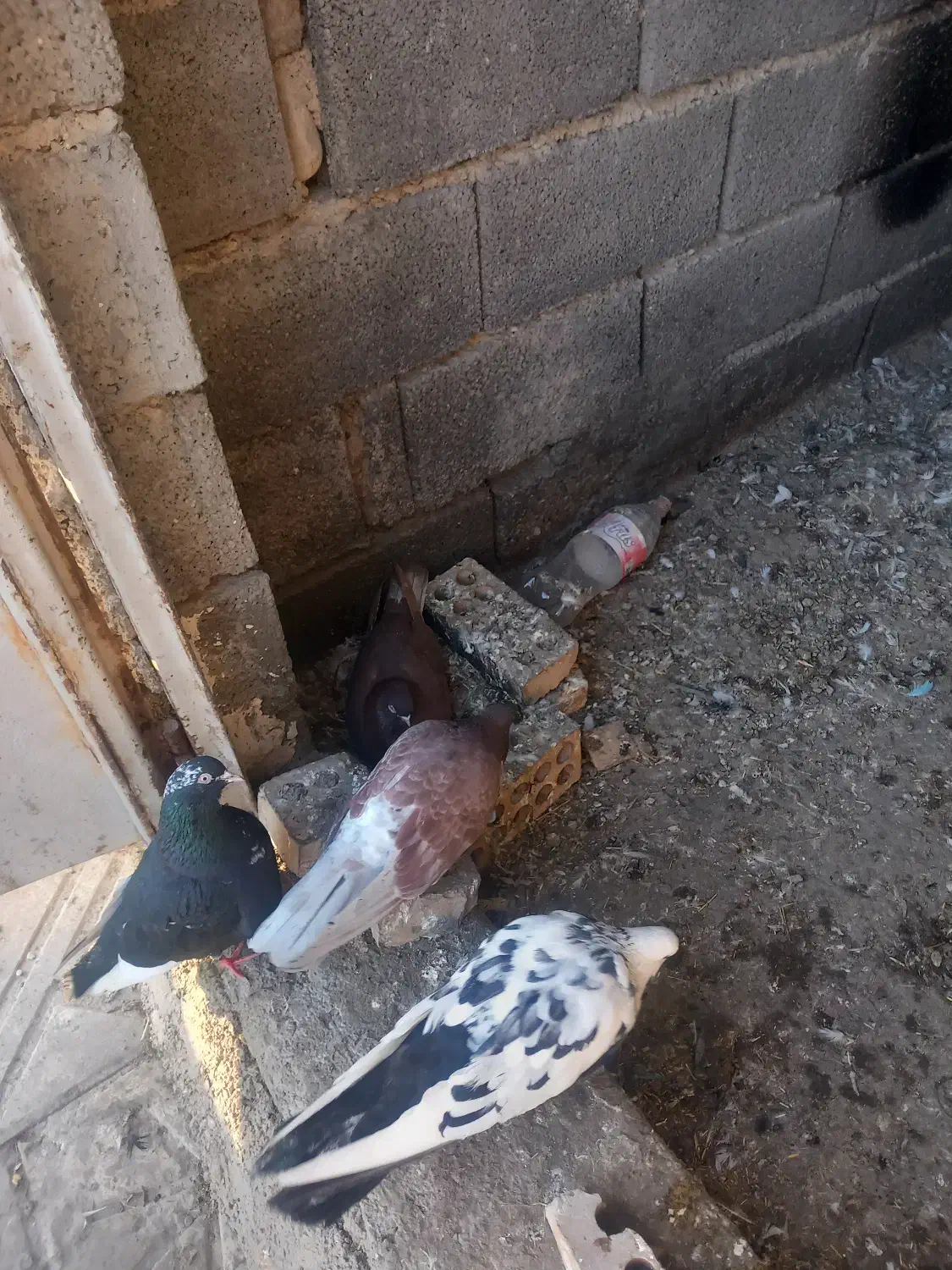 کبوتر|پرنده|نوشین شهر, |دیوار