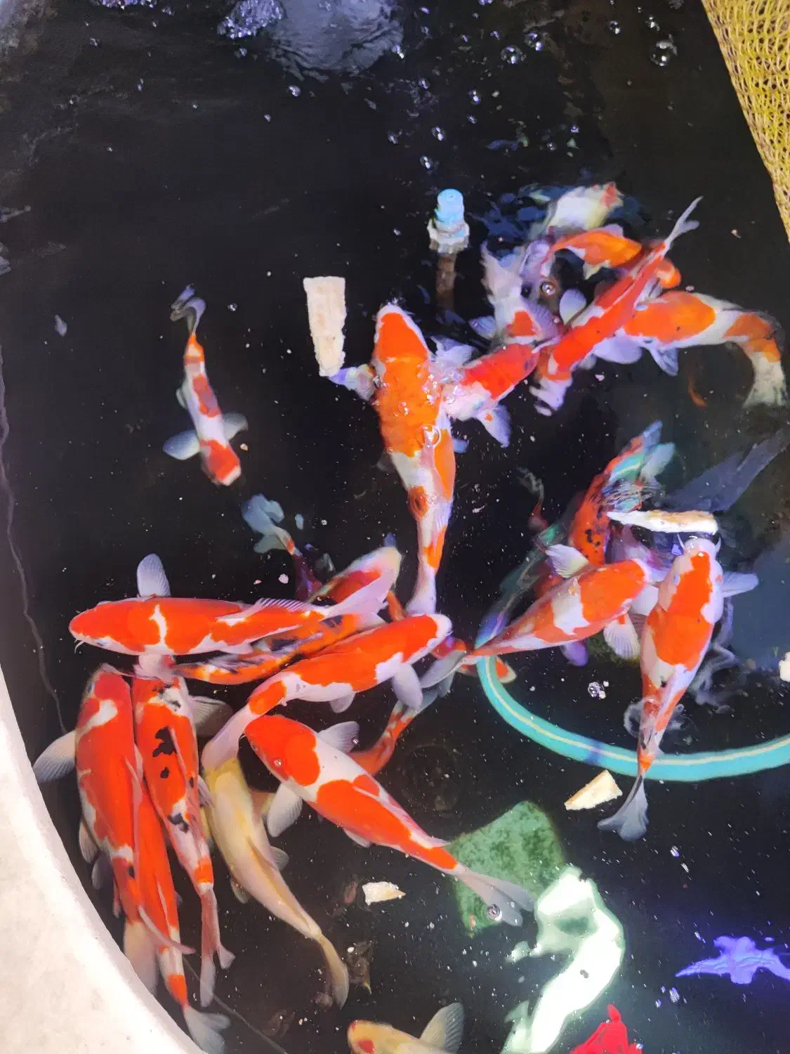 ماهی کوی گرید aaa فول چرم|ماهی|تبریز, |دیوار