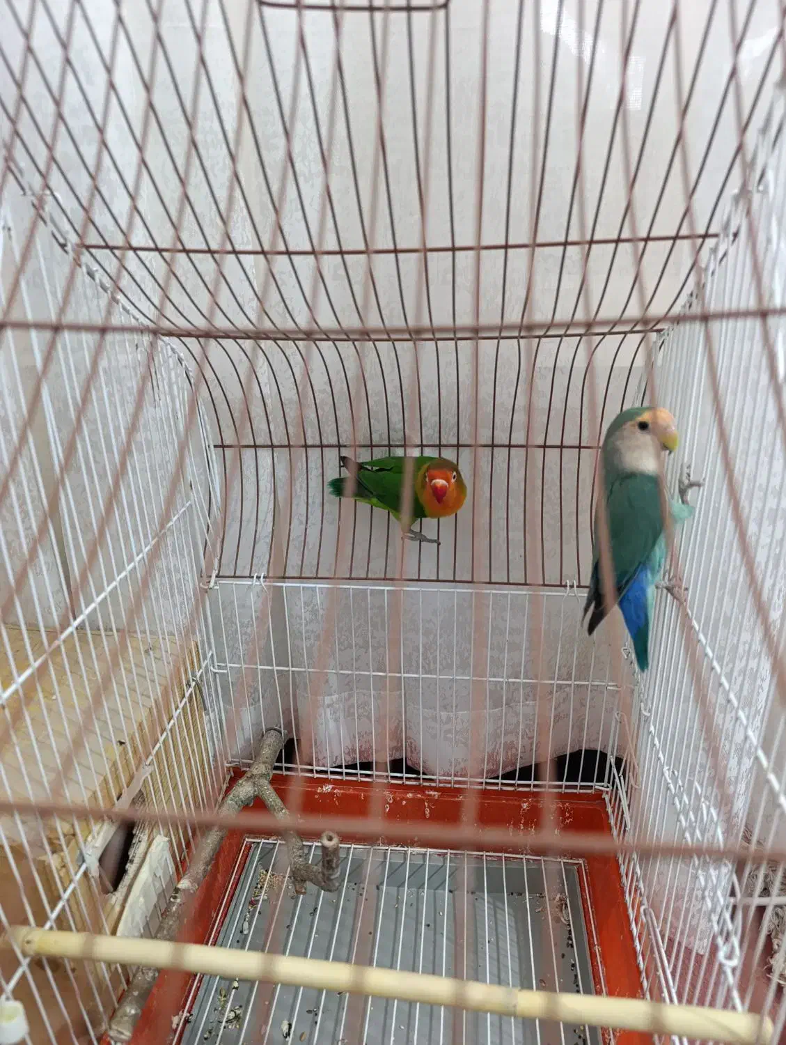 یه جفت طوطی برزیلی باقفس|پرنده|شیراز, شهرک کوشکک|دیوار