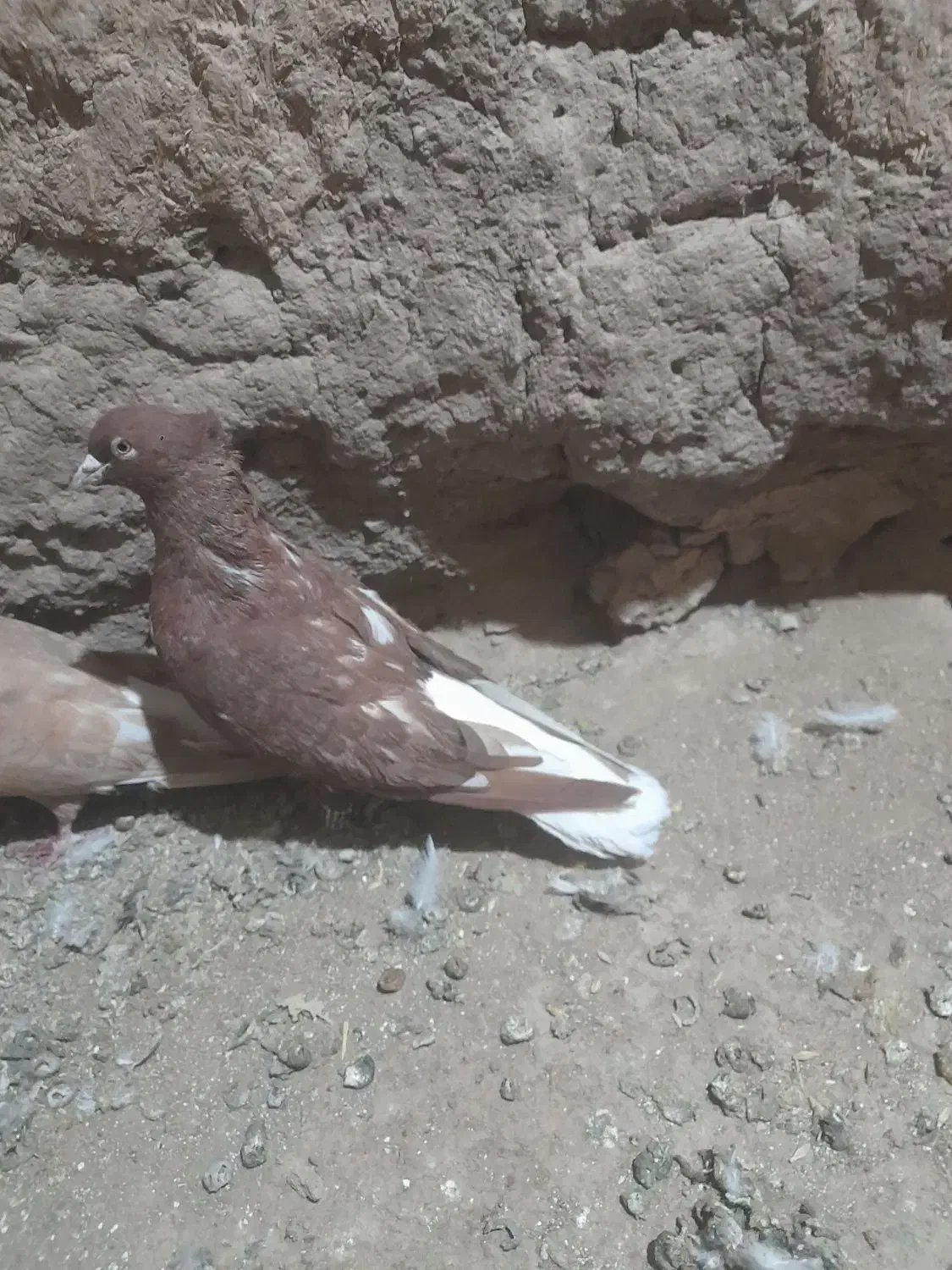 کبوتر|پرنده|طاغنکوه, |دیوار