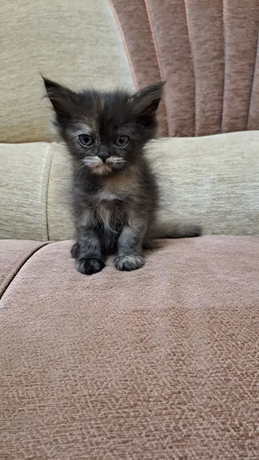 بچه گربه پرشین-هیمالین|گربه|یزد, |دیوار