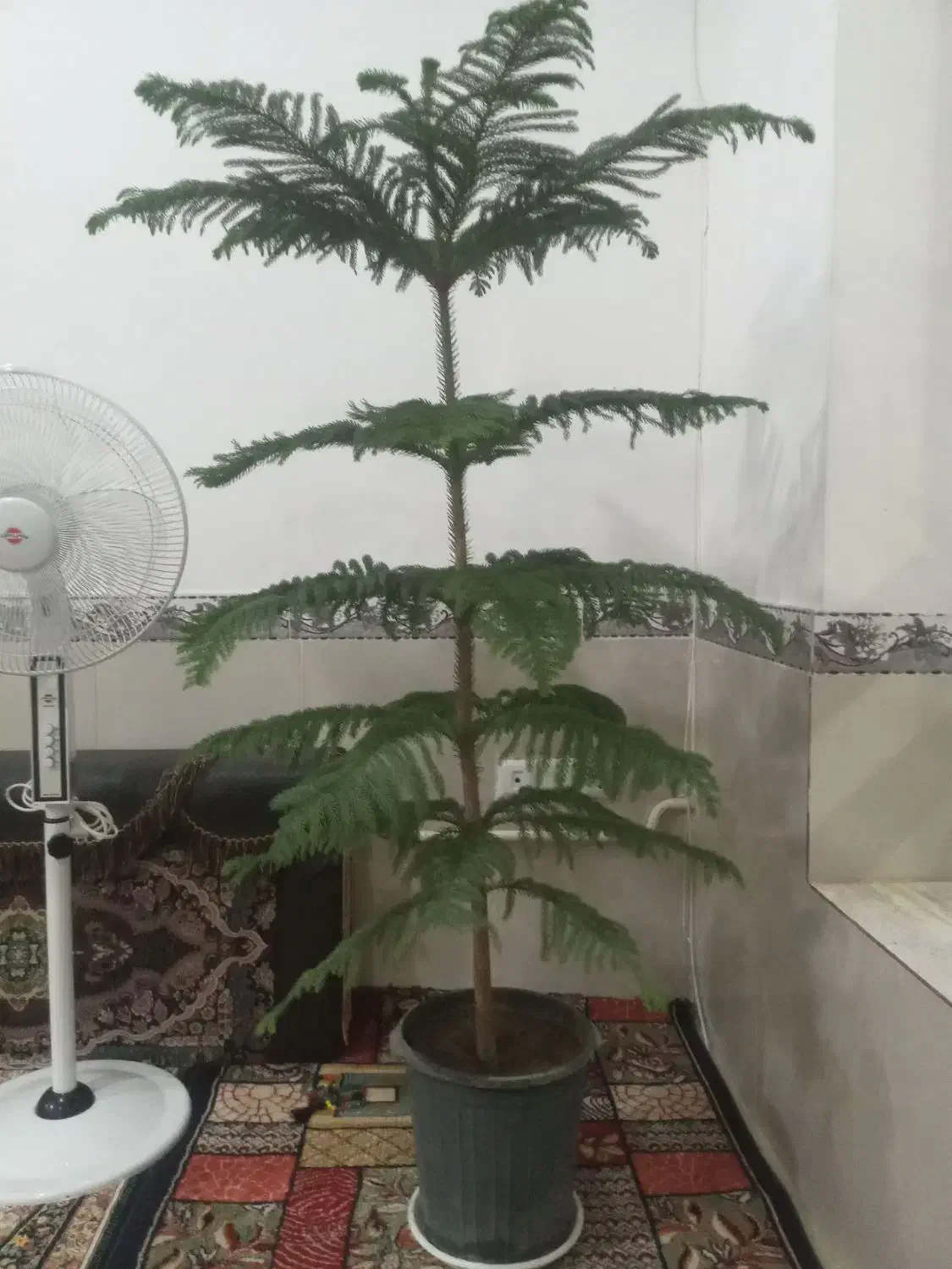 گل کاج مطبق|گل و گیاه طبیعی|مهران (ایلام), |دیوار