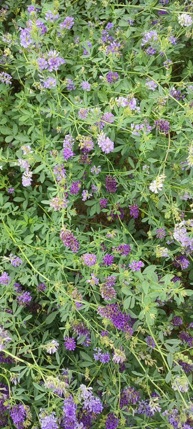 بذر یونجه همدان|لوازم جانبی حیوانات|اردبیل, |دیوار