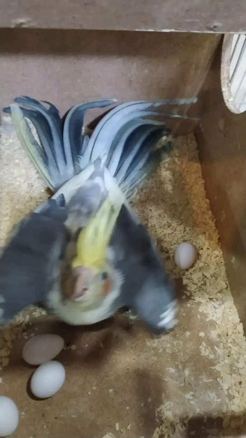 عروس هلندی گم شده|حیوانات|همدان, |دیوار