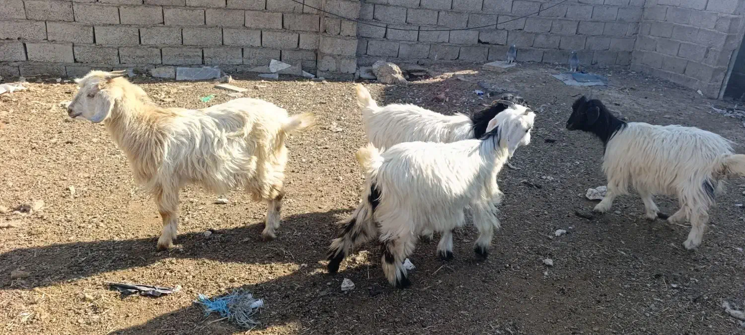 چپیش ماده برای نگهداری|حیوانات مزرعه|اردبیل, |دیوار