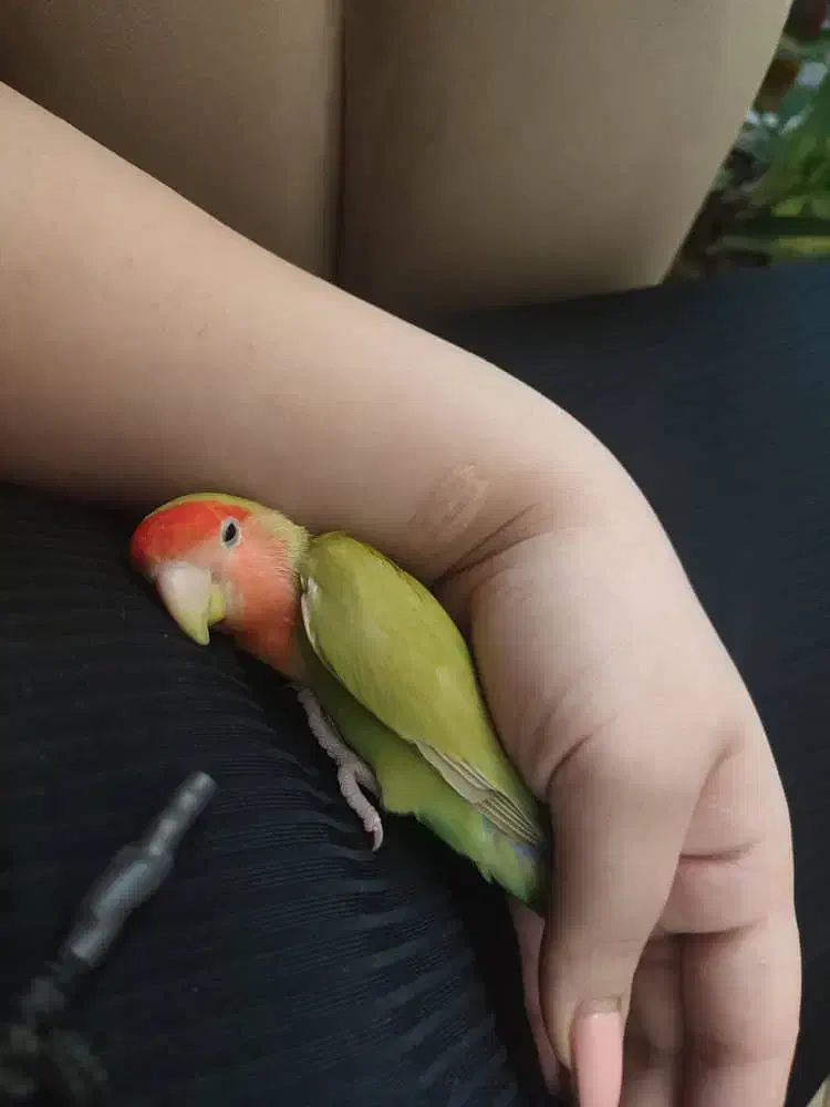 طوطی برزیلی|پرنده|شیراز, جوادیه|دیوار