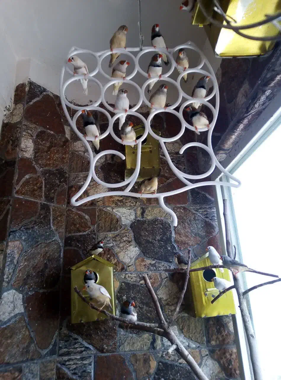 فنچ|پرنده|قم, بنیاد|دیوار