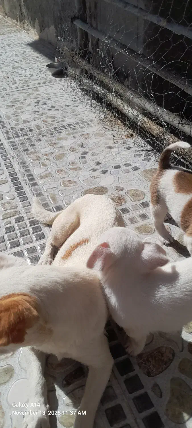 دوتاسگ شیواوا اصل نروماده مولدهمراه دوتوله|سگ|کیار, |دیوار