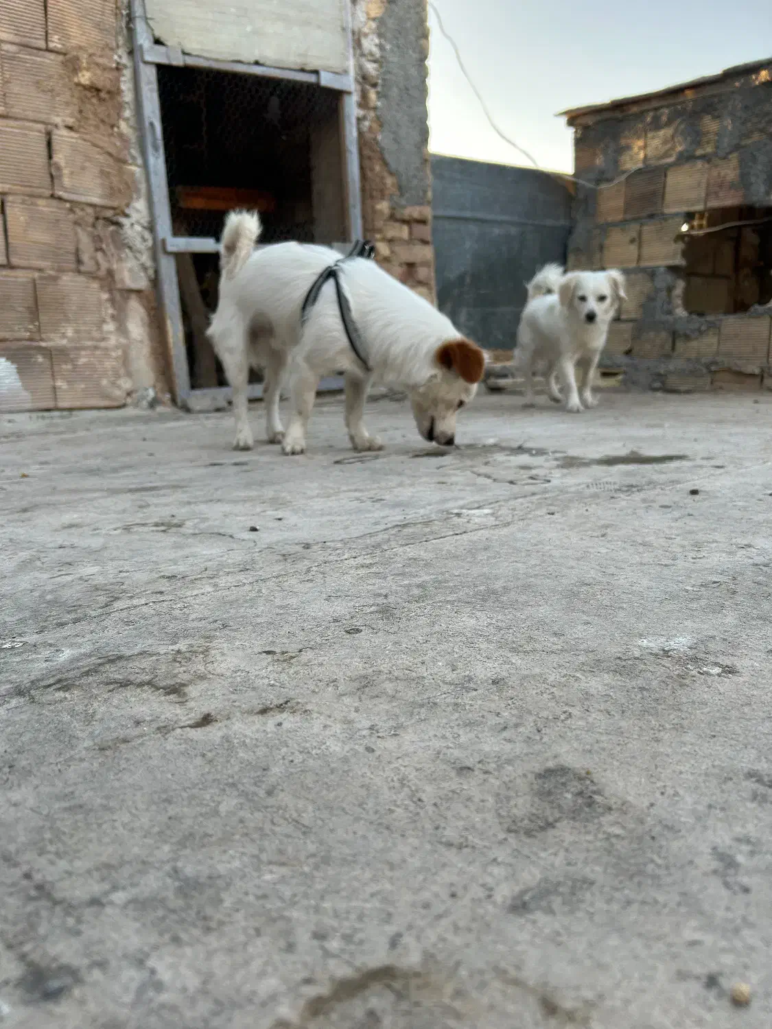 یک جفت سگ آپارتمانی|سگ|لنجان, |دیوار