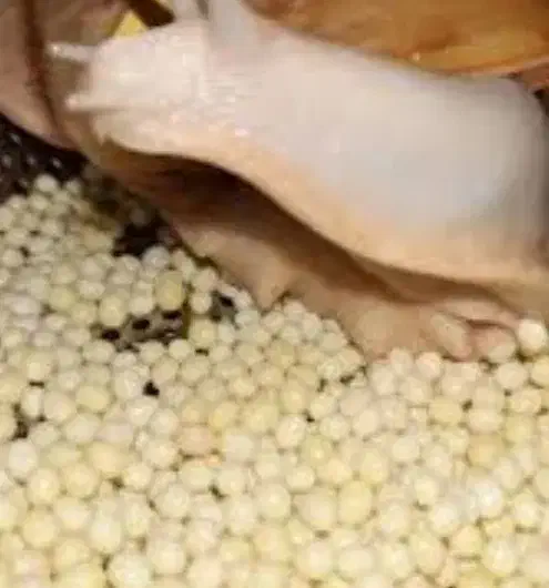 خاویار تازه حلزون|خزنده|مشهد, عیدگاه|دیوار