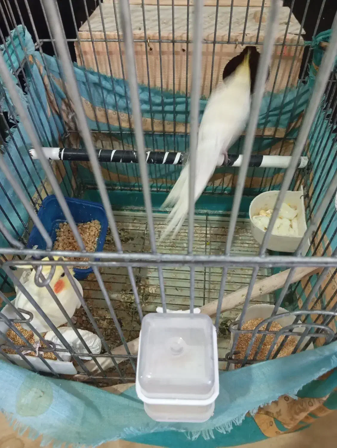 یک جفت عروس هلندی درجه یک با جوجه|پرنده|بومهن, |دیوار