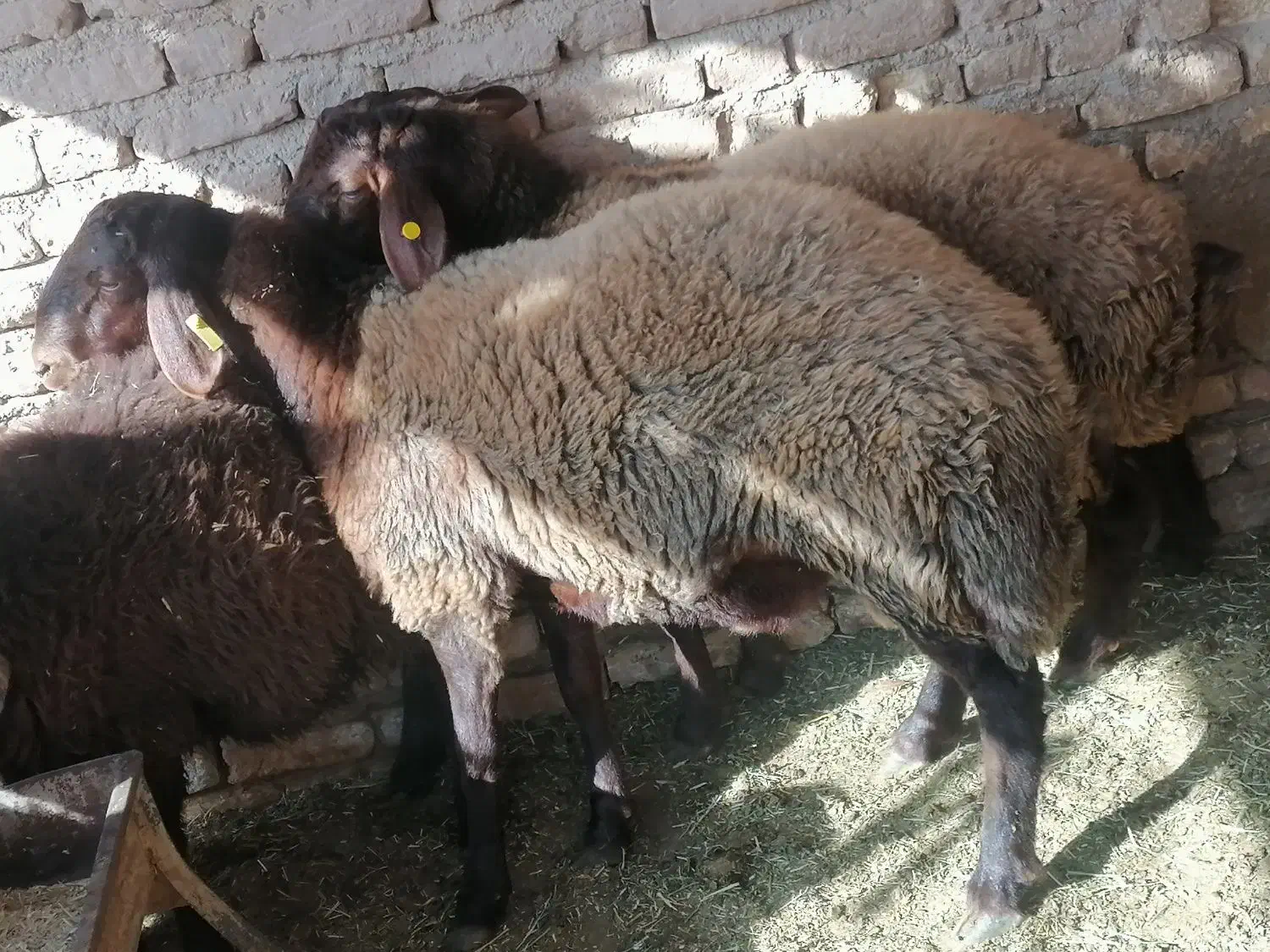 بره نر بزری|حیوانات مزرعه|اسفراین, |دیوار