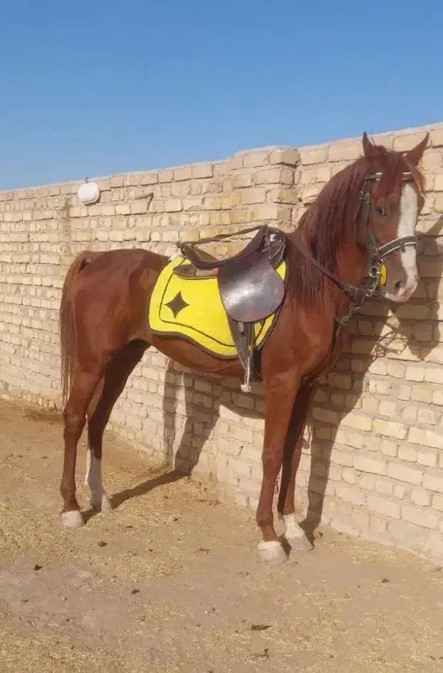 کره نر 5ماه عرب|اسب و تجهیزات اسب‌سواری|باقرشهر, |دیوار