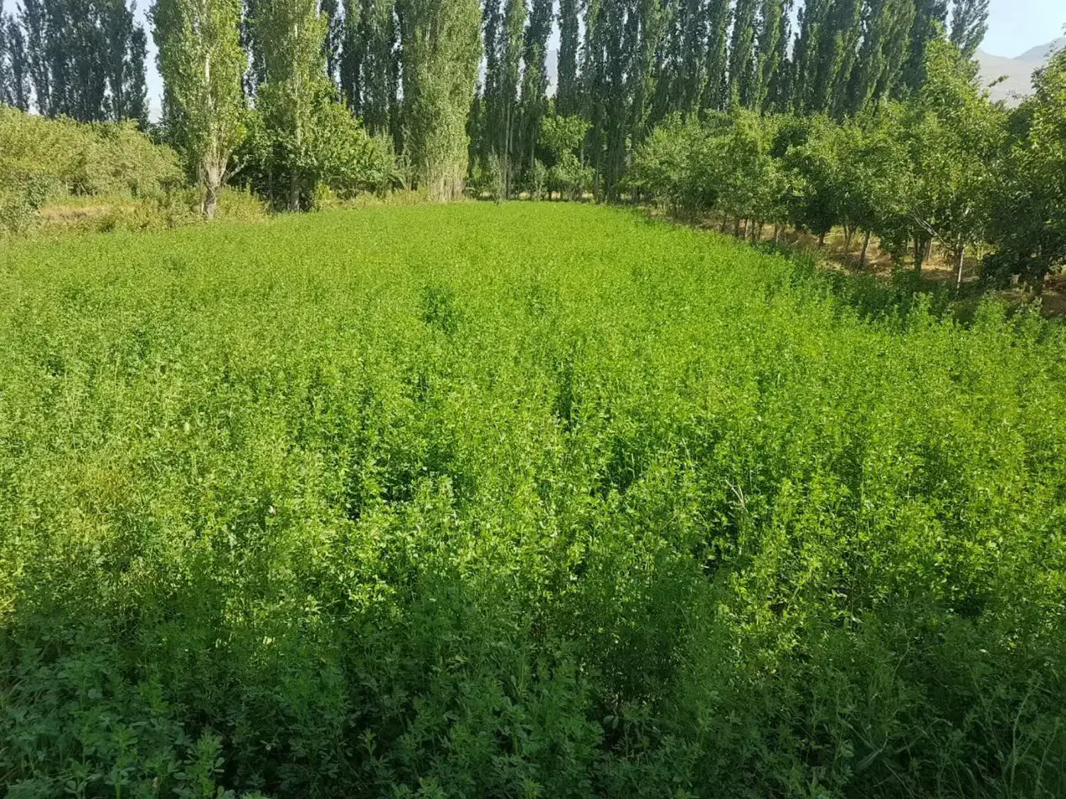 فروش زمین زراعی 873 متری در خوانسار|فروش دفتر صنعتی، کشاورزی، تجاری|خوانسار, |دیوار