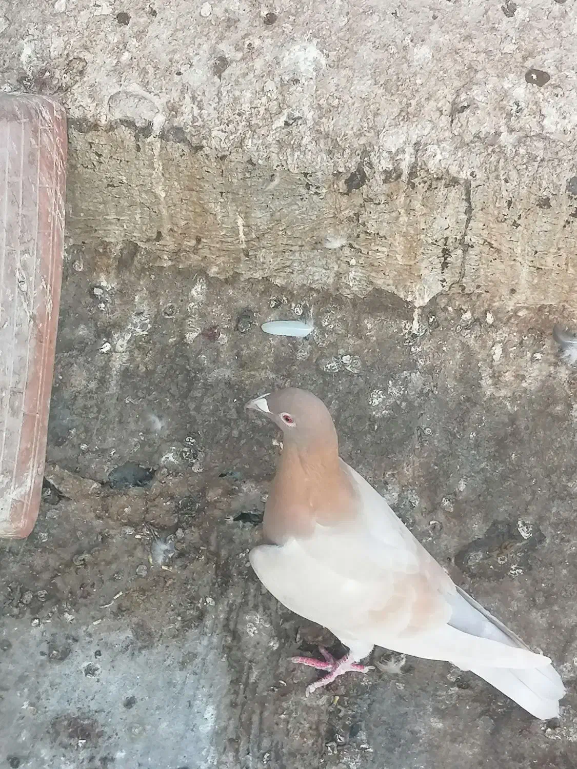 کبوتر|پرنده|برازجان, |دیوار