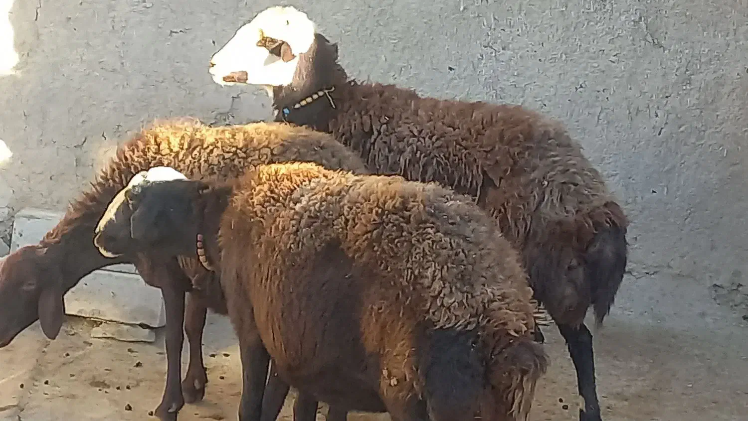 میش  ۳راس جوان یکدست آبستن|حیوانات مزرعه|خنداب, |دیوار