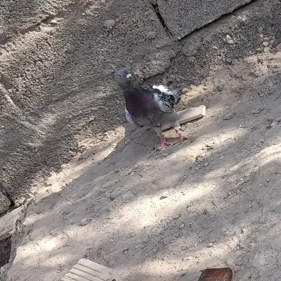 پولک نر|پرنده|قائن, |دیوار