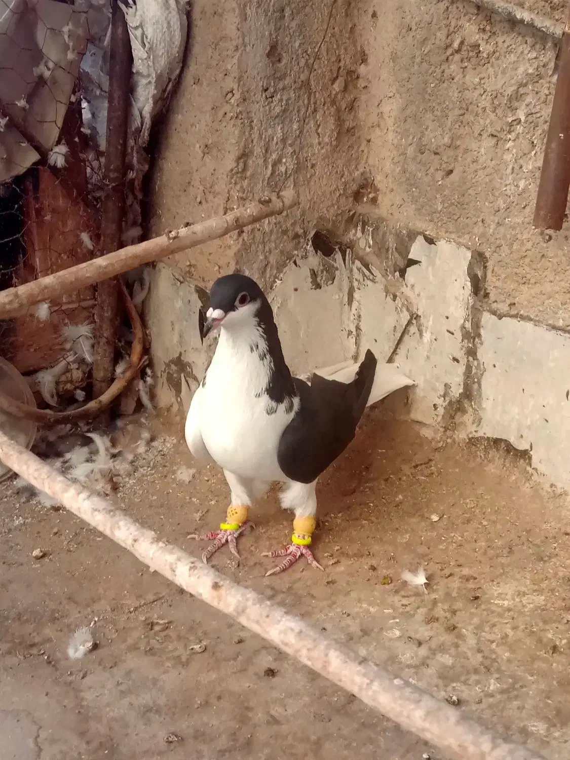 چپ سیاه ماده آس|پرنده|تاکستان, |دیوار