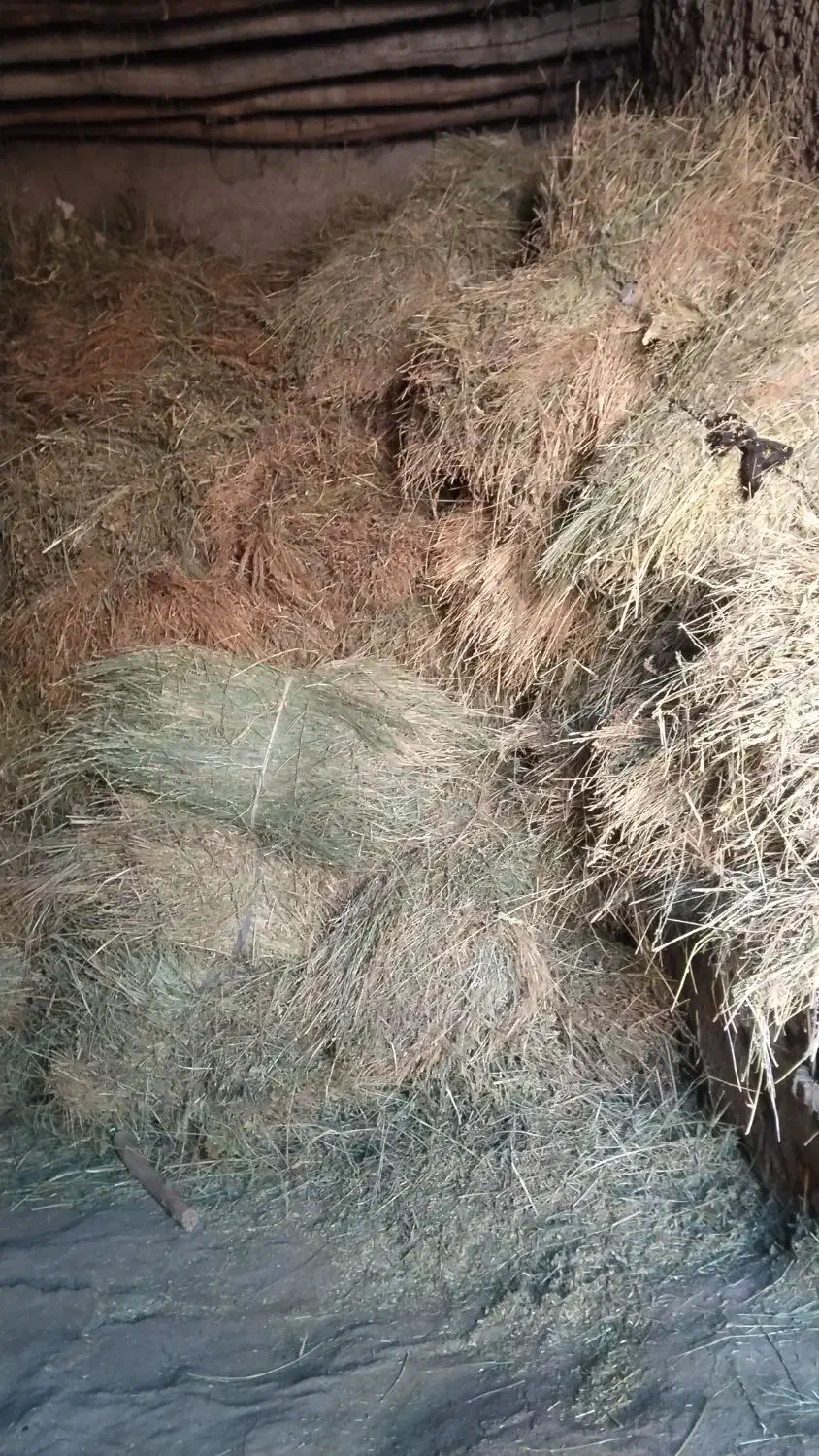 یونجه|لوازم جانبی حیوانات|ایجرود, |دیوار