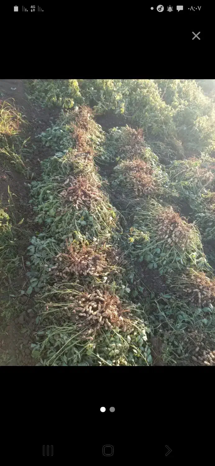 بادام زمینی رقم گلی|خدمات باغبانی و درختکاری|اسلام آباد, |دیوار