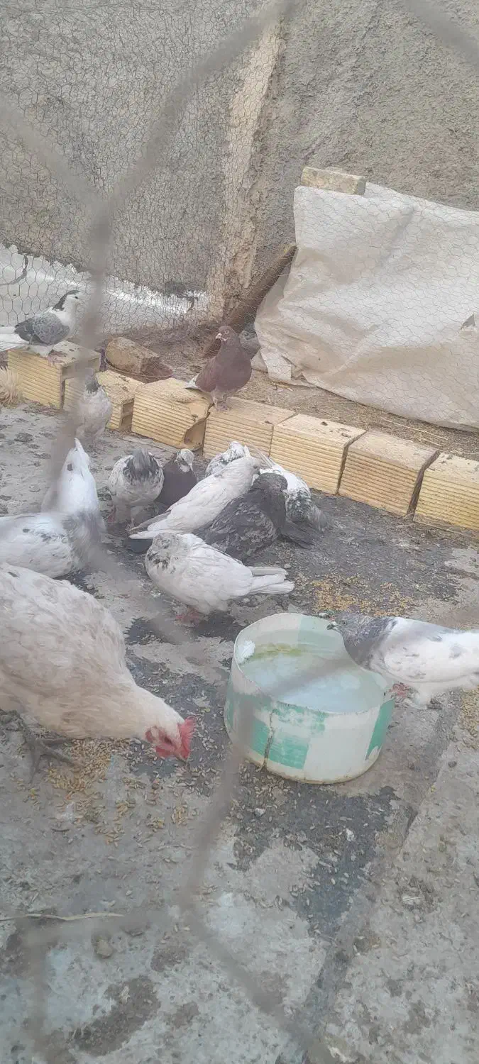 کبوتر|پرنده|پیر بکران, |دیوار