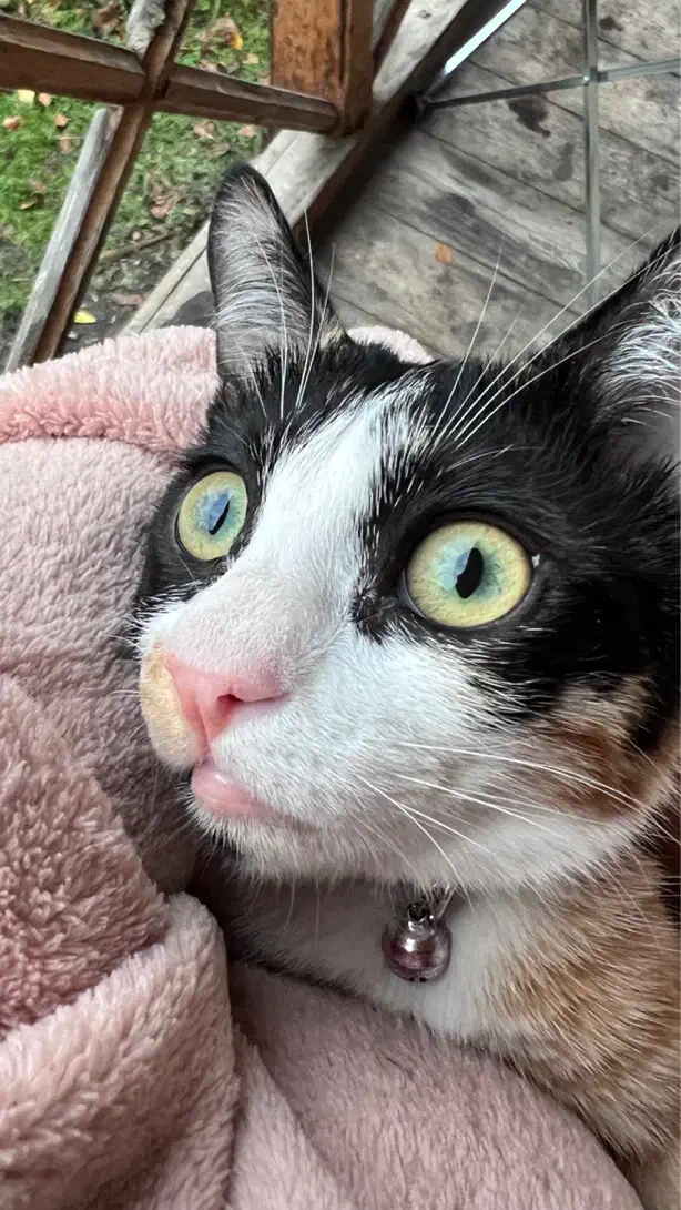 واگذاری گربه ماده|گربه|پردیس, فاز ۲|دیوار