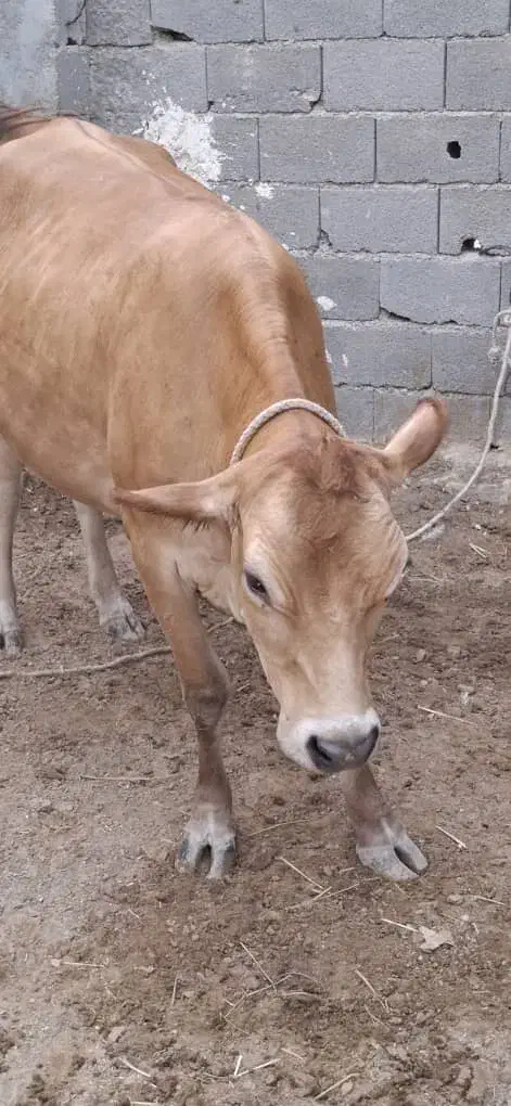 گاو|حیوانات مزرعه|کوشکنار, |دیوار
