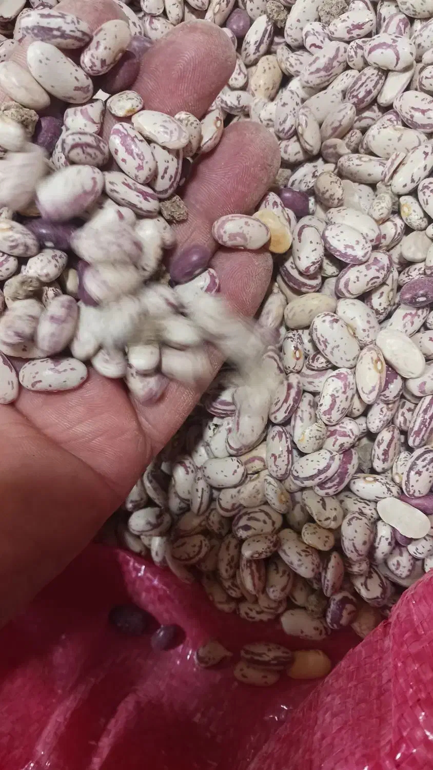 لوبیا چیتی درجه ۱|عمدهفروشی|تهران, آذربایجان|دیوار