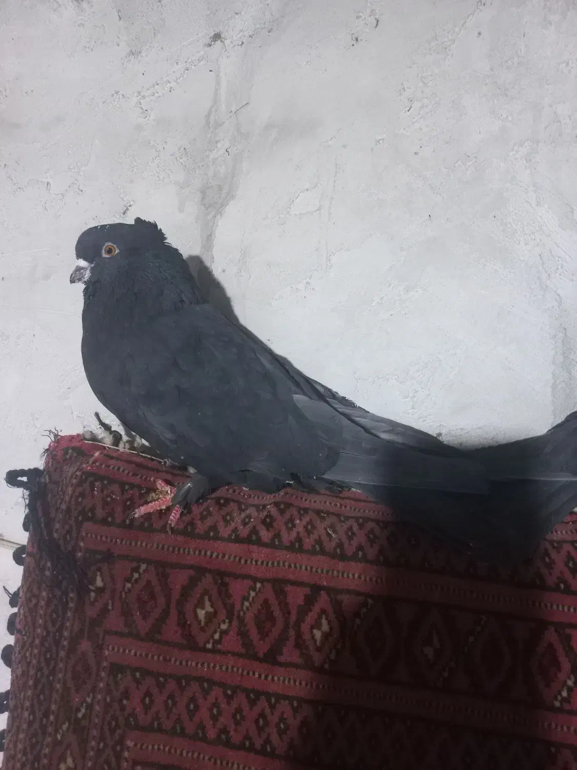 کفتر|پرنده|شاهرود, |دیوار