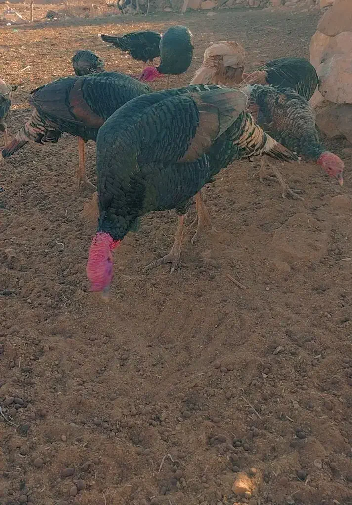 بوقلمون|حیوانات مزرعه|خاش, |دیوار