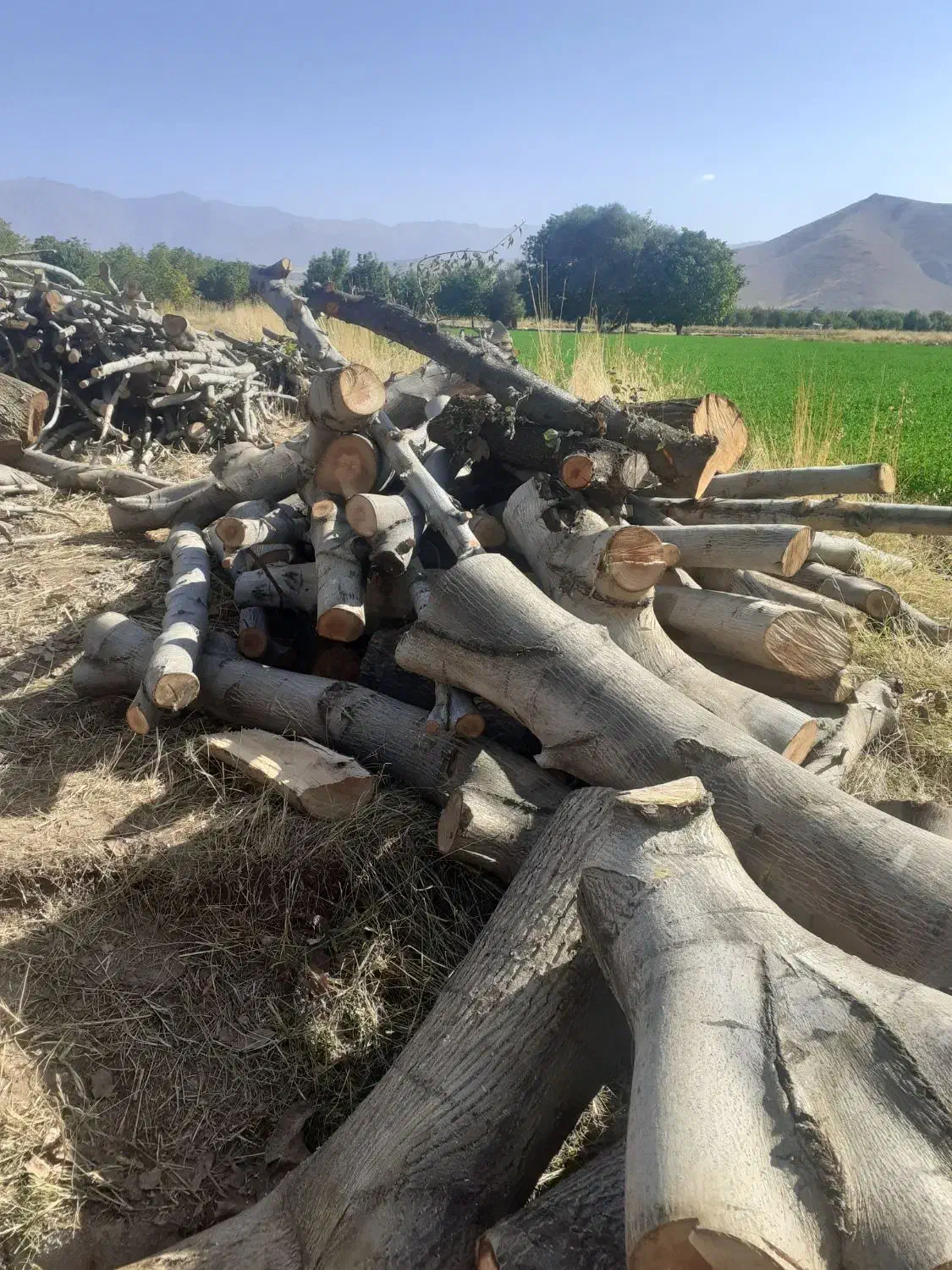 خریدار انواع چوب|خدمات باغبانی و درختکاری|الشتر, |دیوار