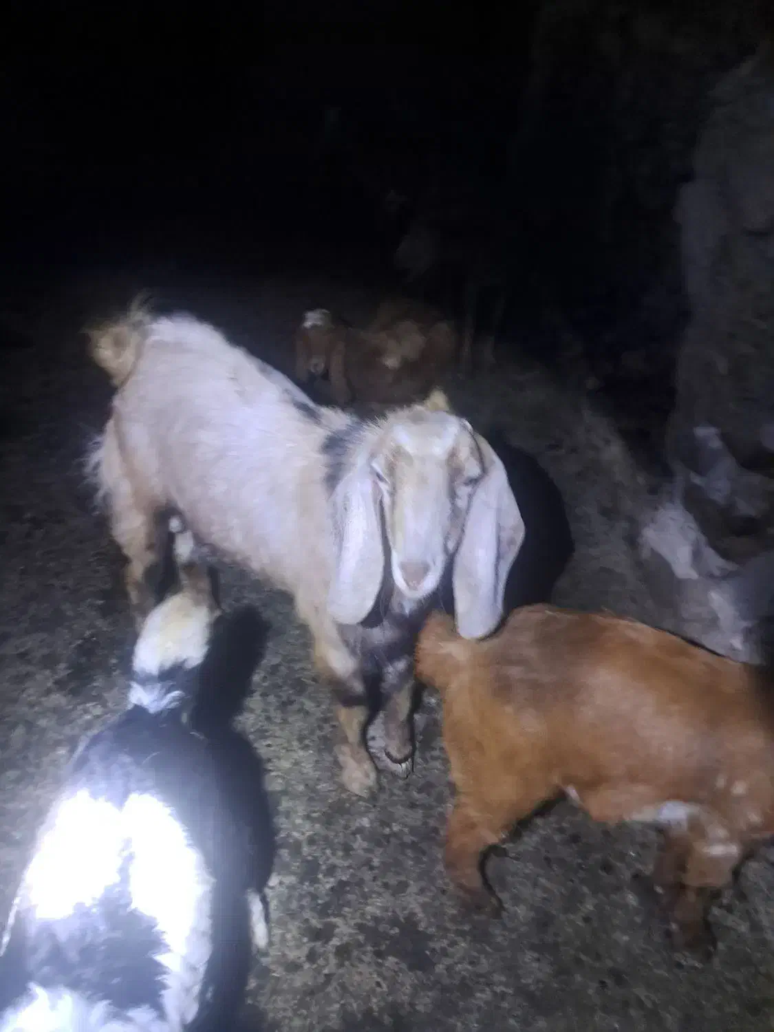 بزغاله|حیوانات مزرعه|بهبهان, |دیوار