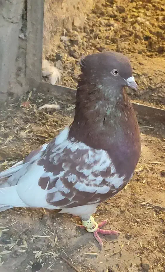 کفتر جفت کله سرخ|پرنده|مرودشت, پشت سایپا‎|دیوار