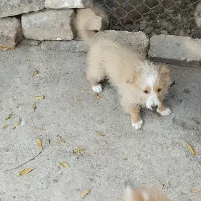 توله سه ماهه شیتزو|سگ|ساوه, |دیوار