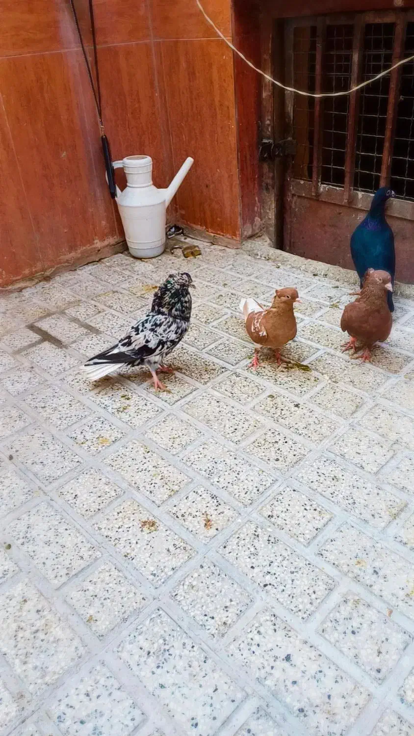 زرد و سرخ و جوجه فقط موندن باقی فروخته شد|پرنده|نیشابور, شهرک قدس|دیوار