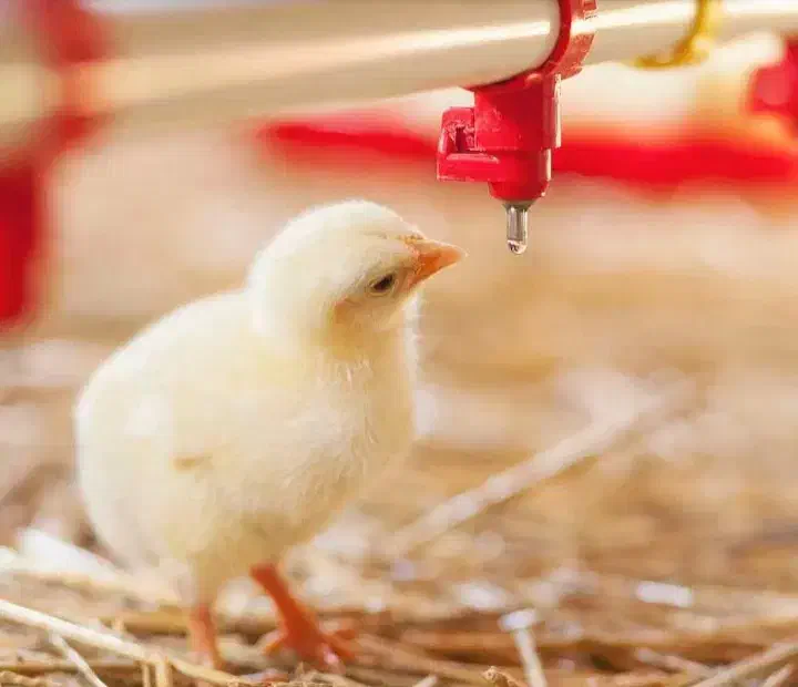 مرغداری|فروش دفتر صنعتی، کشاورزی، تجاری|بندر گز, |دیوار