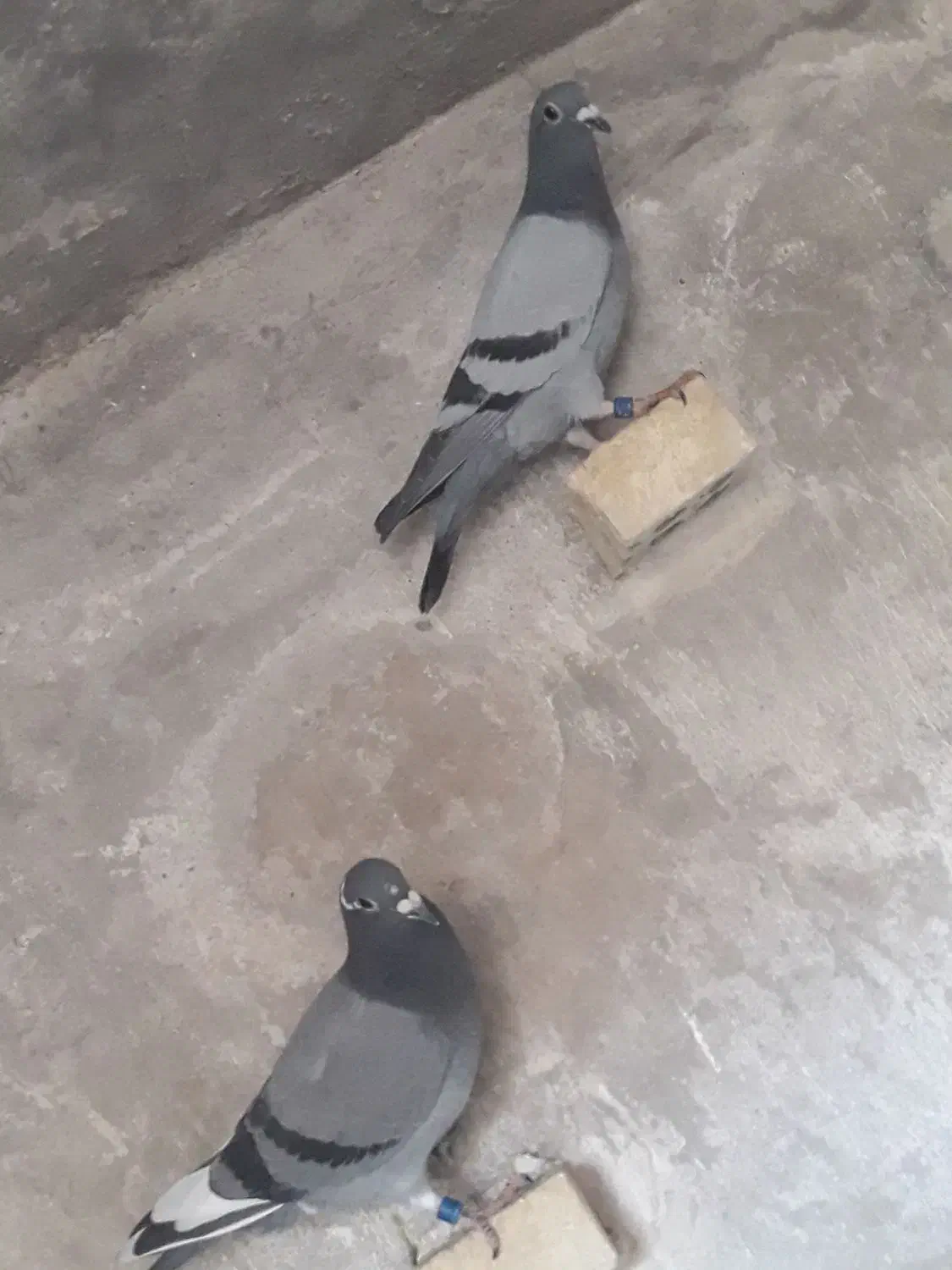 جوجه|پرنده|مسجد سلیمان, |دیوار