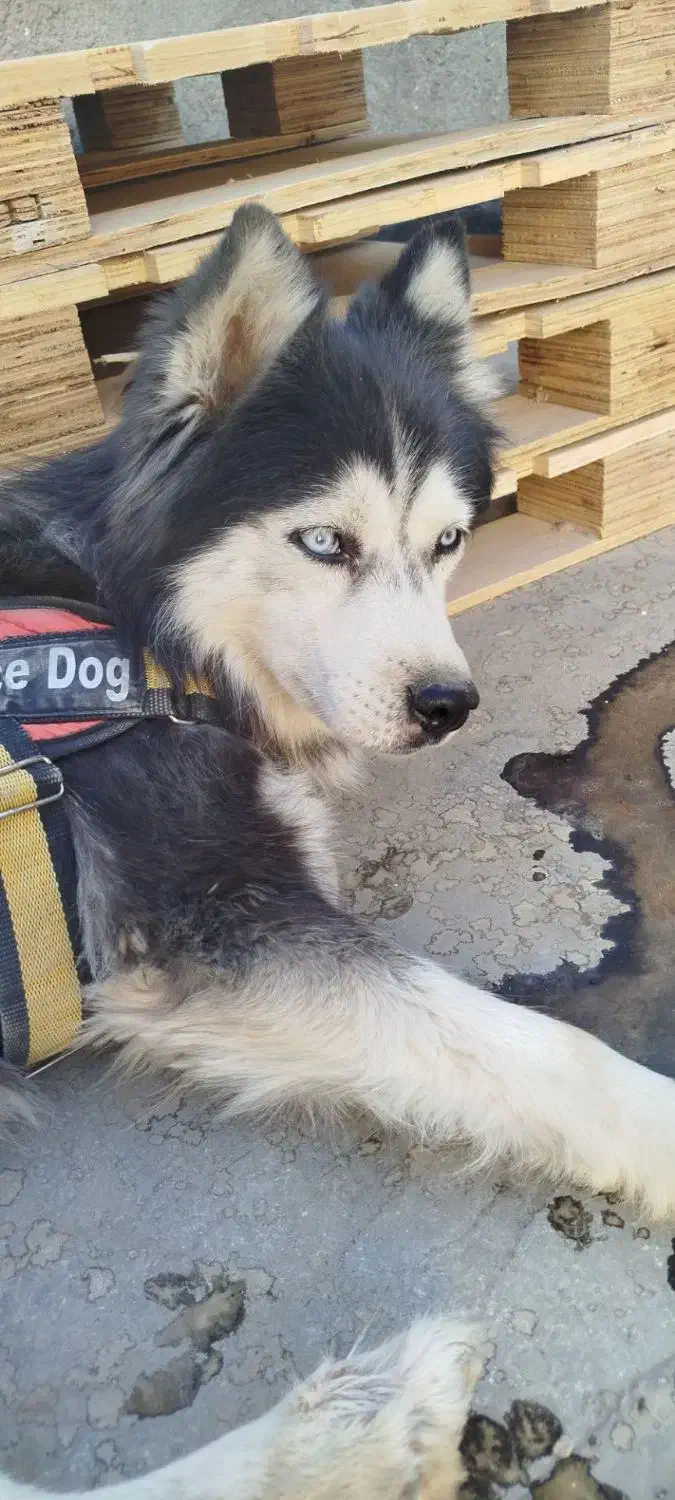 هاسکی اصیل|سگ|مشهد, طبرسی شمالی|دیوار