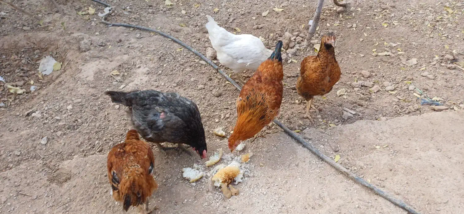 دو عدد مرغ و یک خروس دو جوجه|حیوانات مزرعه|اسفراین, |دیوار