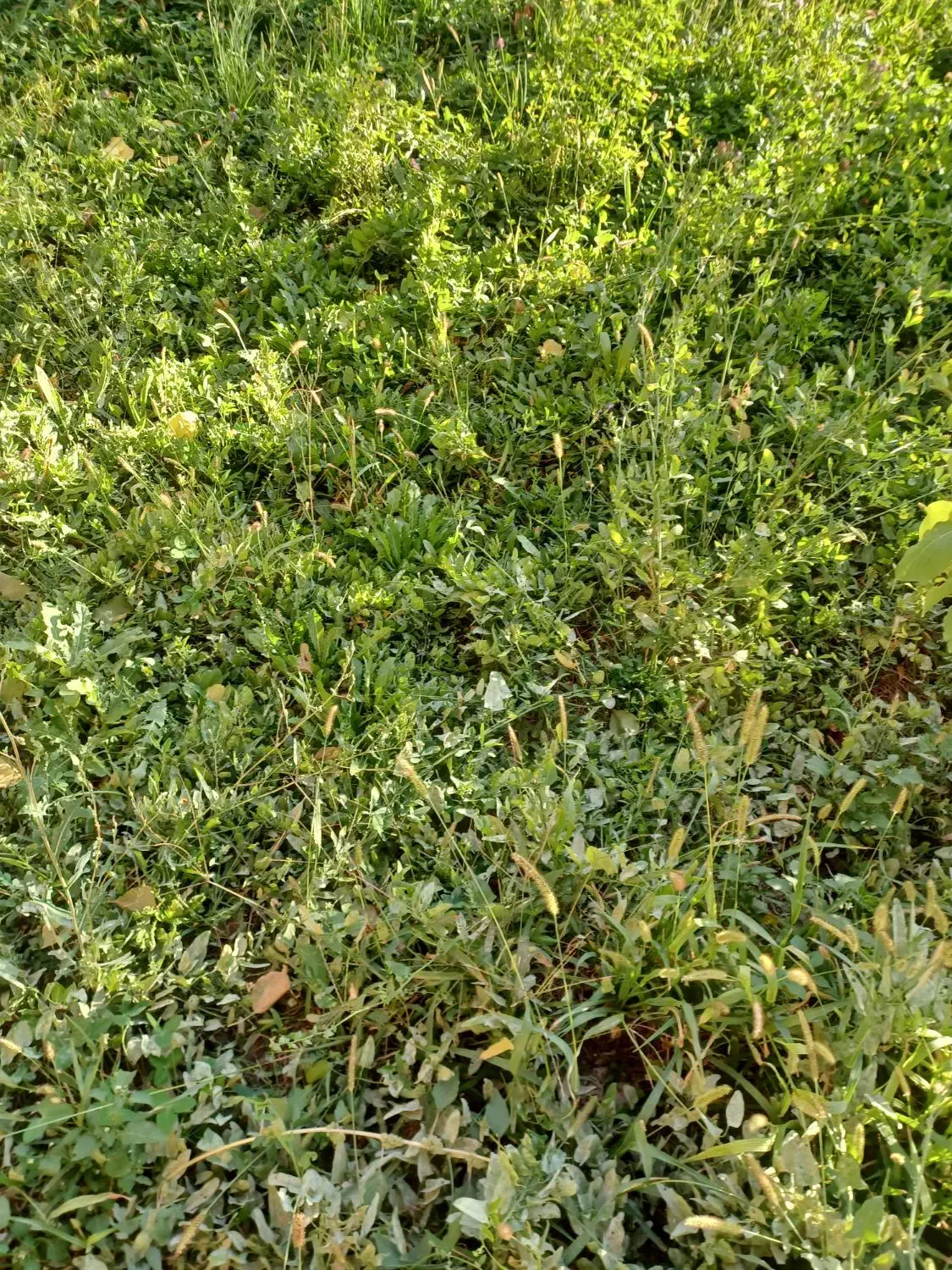 خریدار یونجه|خدمات باغبانی و درختکاری|خوی, |دیوار