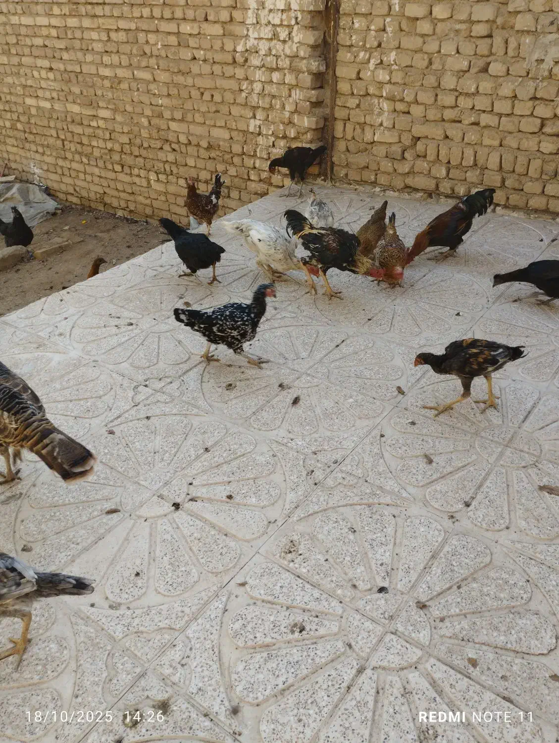 مرغ وخروس بوقلمون به فروش میرسد|حیوانات مزرعه|دشتابی, |دیوار