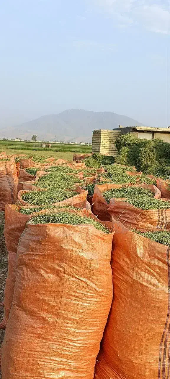 یونجه خوردشده تحویل دامداری|لوازم جانبی حیوانات|لار, |دیوار