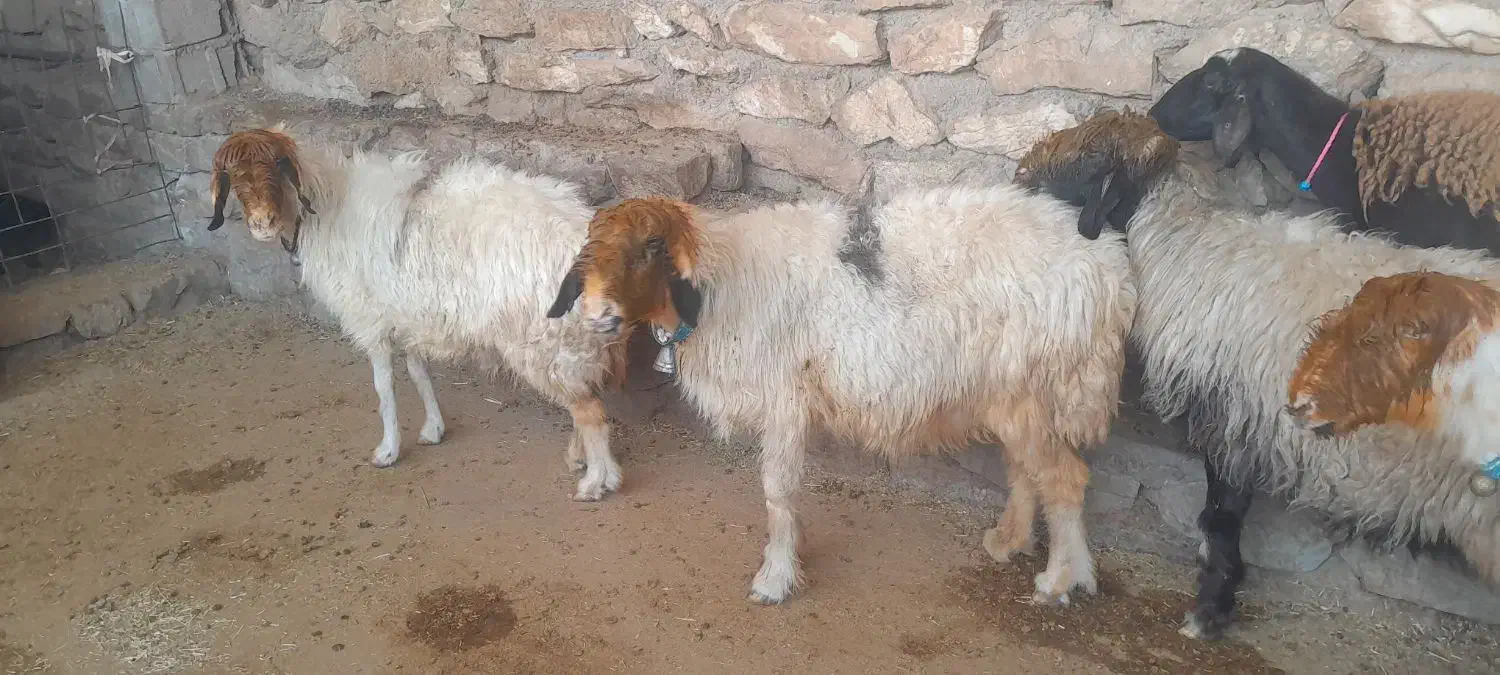 میش|حیوانات مزرعه|مسجد سلیمان, |دیوار