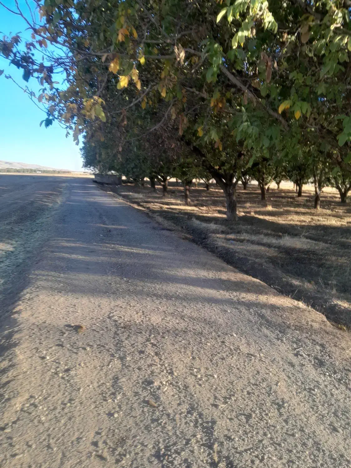 مرغداری ۴۰۰۰ قطعه ایی.ویک واحد ۸۰۰۰ قطعه زمانیان.|فروش دفتر صنعتی، کشاورزی، تجاری|نهاوند, |دیوار