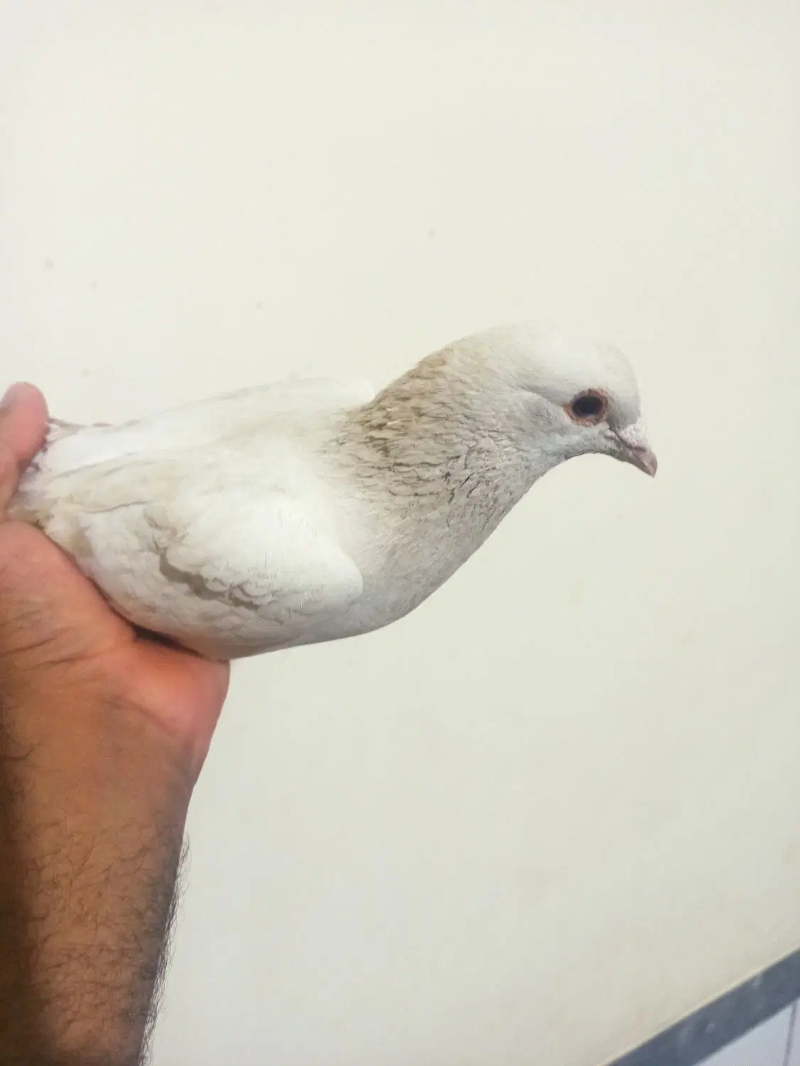 کفتر|پرنده|ماهان, |دیوار