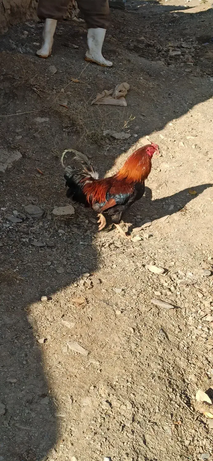 خرووس کوردی|حیوانات مزرعه|بانه, |دیوار